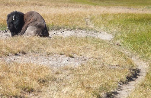 bizon op het pad