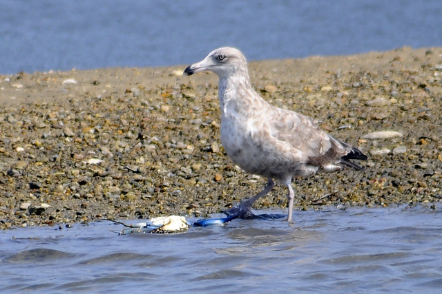 Juv gull with blue crab 3