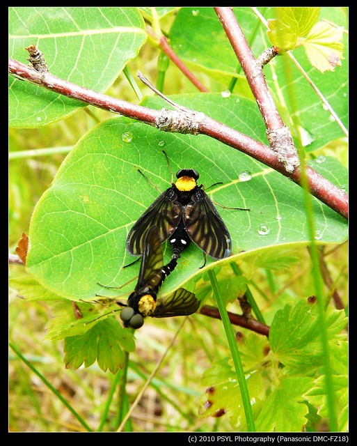Golden-backed Snipe Flies (Chrysopilus thoracicus)