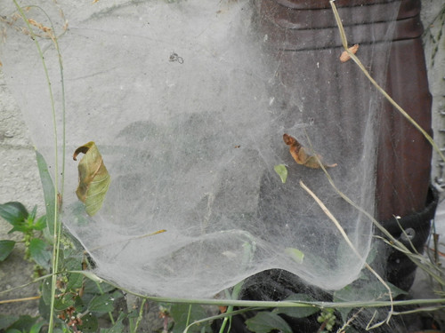 Spider Web _ 4723