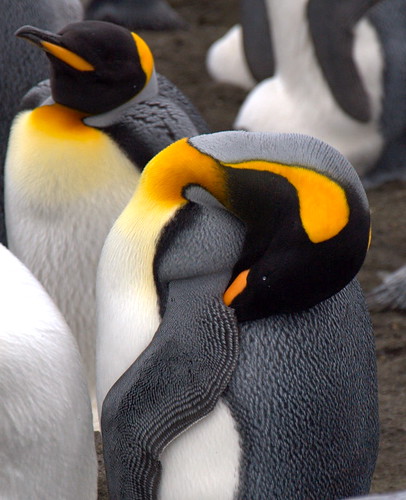 penguin in crozet by c-mar
