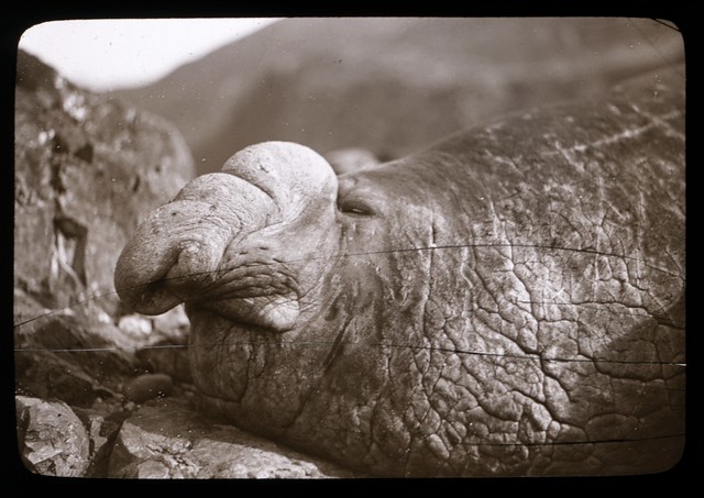 The head of a bull sea elephant, Macquarie Island [Australasian Antarctic Expedition, 1911-1914]