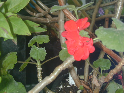 Pelargonium, red by Jane Young
