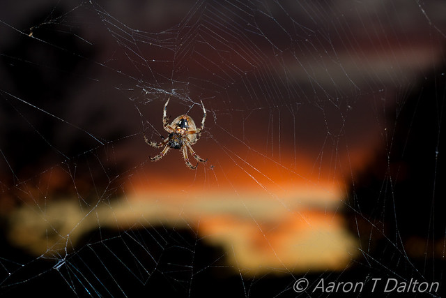 A Hairy Spider by Pumpkin Sunset