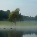Morgennebel im Ostpark