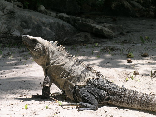 iguana-playa