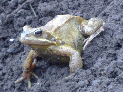 2010_03_16_frog-