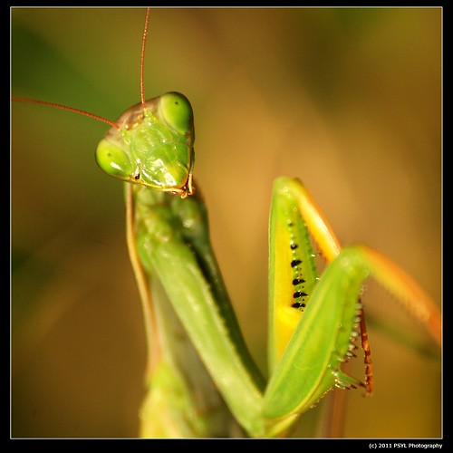 Praying Mantis (Mantis religiosa)
