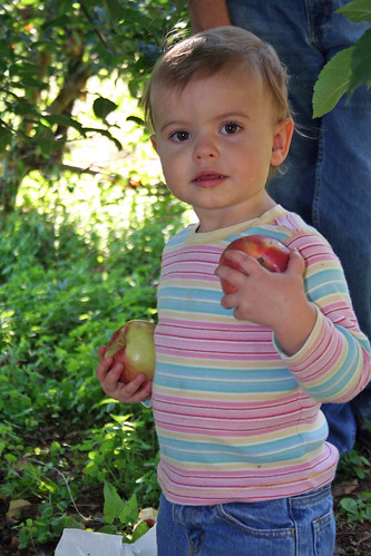 Apple Pickin 2011