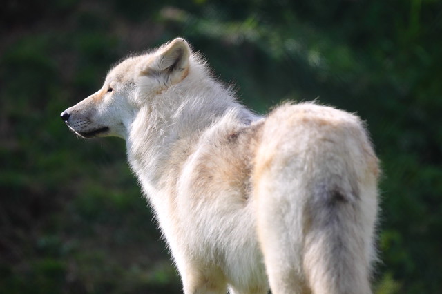 UK Wolf Conservation Trust 16-10-11