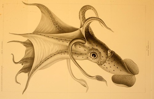 016-Die Cephalopoden 1910- Carl Chun