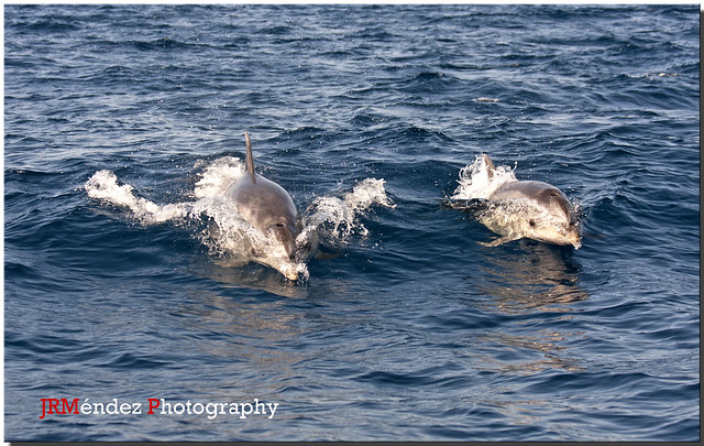 Delfines mulares (Tursiops truncatus)