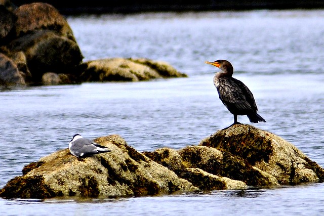cormorant 2011