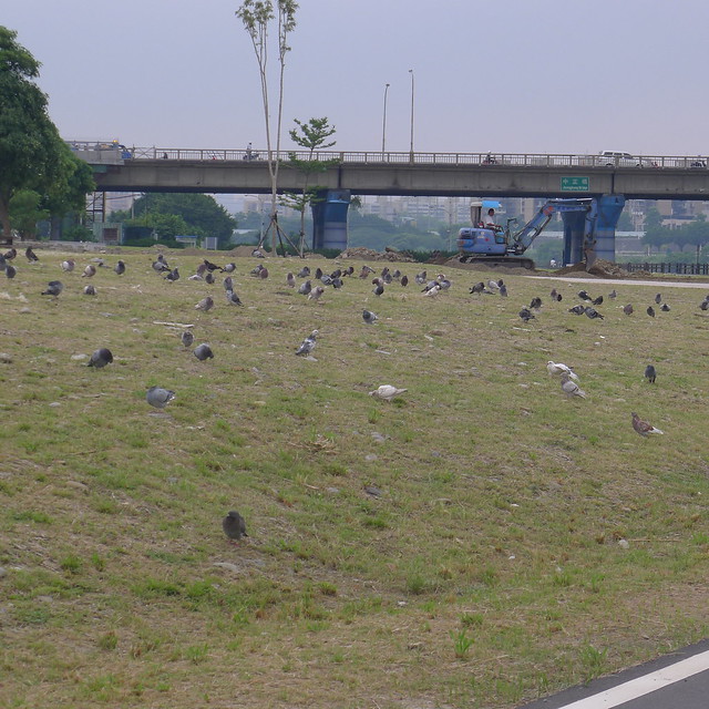 一堆鴿子－中永和區河濱自行車道