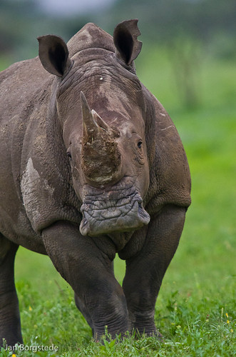 White Rhino by jan-borgstede