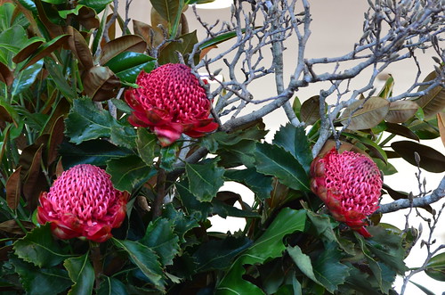 Flowers in Sydney Qantas Club DSC_0316