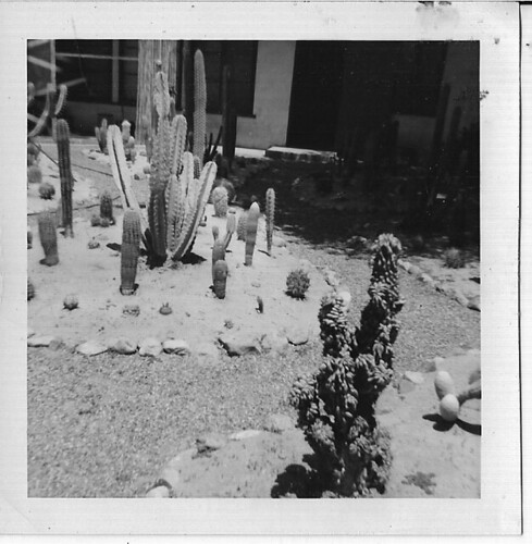 CACTI AND ROCK GARDEN APT: CORONADO, CALIFORNIA 1960 by roberthuffstutter