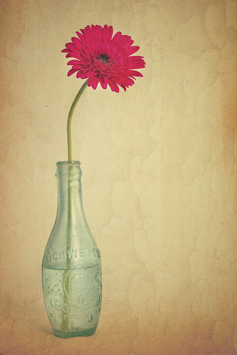 フリー写真素材|花・植物|ガーベラ花瓶|