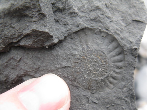 Ammonite near Lyme Regis