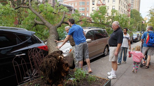 Tree down on E. 6th St., East Village