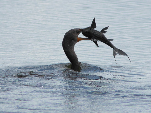 Cormorant vs Plecostomus 20110925 103439AM