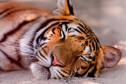  フリー写真素材, 動物, 哺乳類, 虎・トラ, 寝顔・寝ている,  