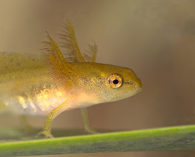 smooth newt tadpole 2 stacked edited