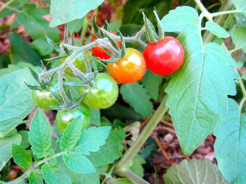 Feral tomatoes