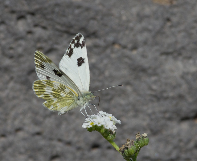 bath white butterfly 2