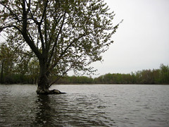 Parc de la Rivière-des-Mille-Îles, isolated tree, 22 May 2011