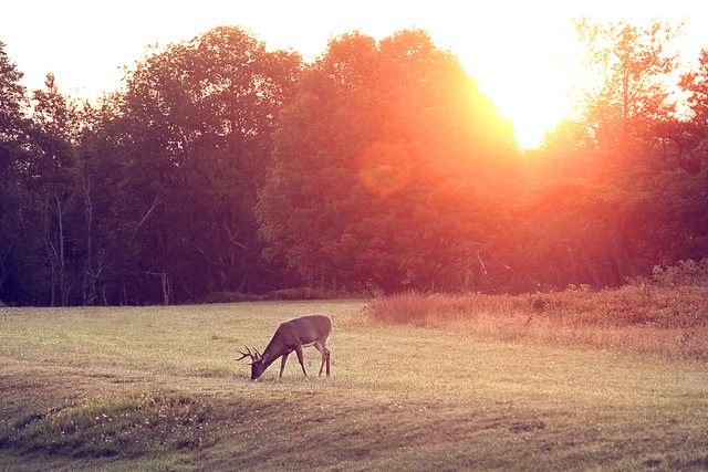 morning deer