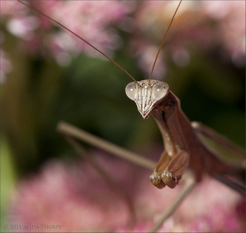 praying mantis 2 by Alida's Photos