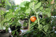 Tomaten 19-09