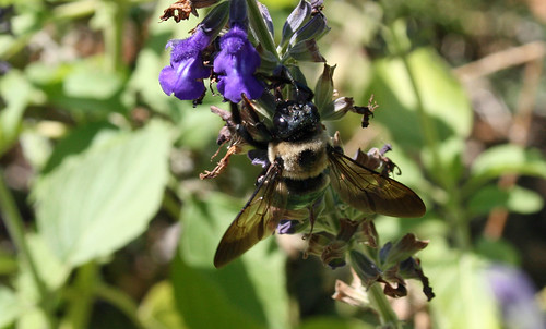 bee- possibly Eastern Carpenter Bee
