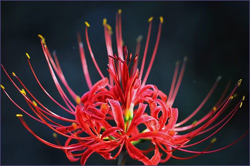 曼珠沙華( Red spider lily) by T.takako