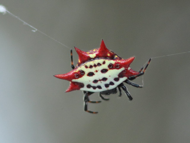 Spiny Orb Weaver - Gasteracantha cancriformis 20110925