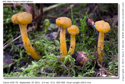 Jelly Baby Fungus Leotia lubrica Birkacre Yarrow Valley Chorley Lancashire