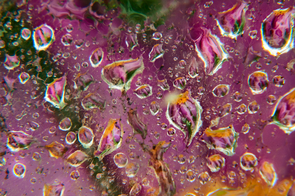 Anemone and Water Drops © Harold Davis