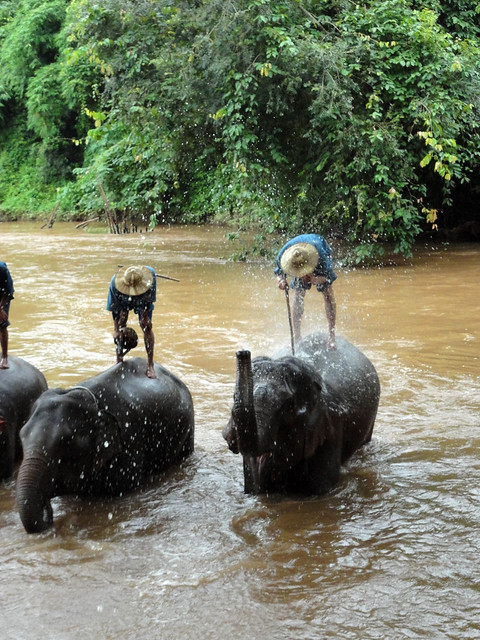 Thailand elephant bath 2