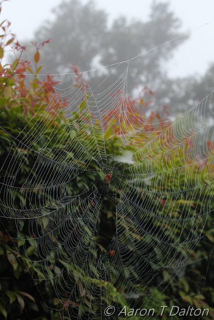 A Silky Web by Morning Dew
