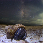 Milky Way Hermit crab