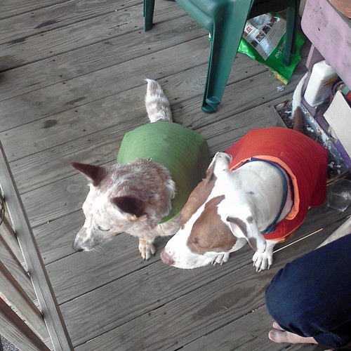 The doggies got vests