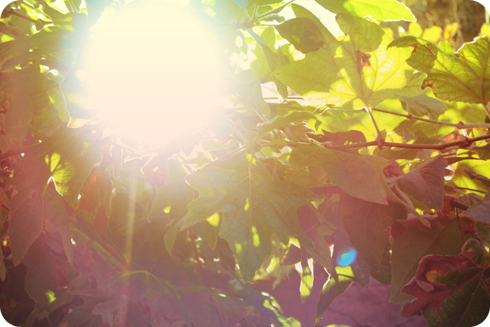 {september} sunflare | light