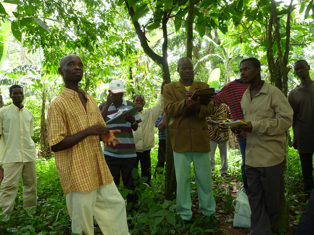Conseil aux bonnes pratiques culturales cacao Togo