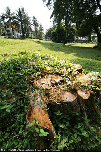 Changi - Heritage Tree (Stump)