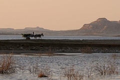 Donkey cart at dusk, Siwa Oasis