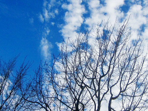 Tree Branches, Blue Sky and Clouds