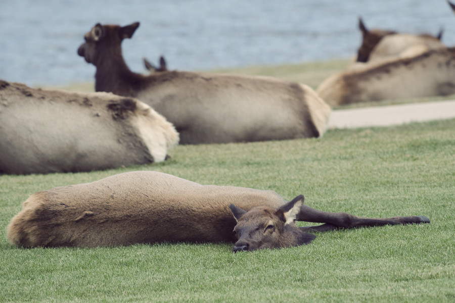 Elk in Estes Park