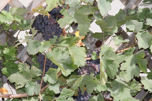 Bunches of grapes on our grapevine