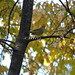 P9254790 Sept 25 Tennesse warbler